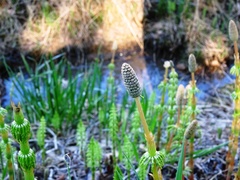 Equisetum sylvaticum