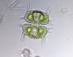 Xanthidium antilopaeum polymazum