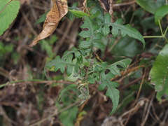 Senecio scandens incisus
