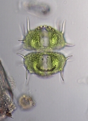 Xanthidium antilopaeum polymazum