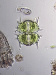 Xanthidium antilopaeum polymazum