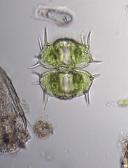 Xanthidium antilopaeum polymazum