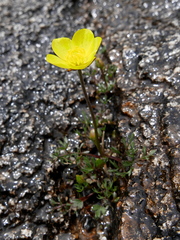 Ranunculus paludosus