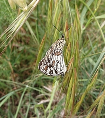 Melanargia ines
