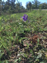 Aquilegia vulgaris dichroa