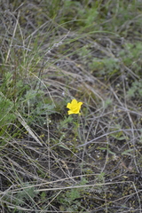 Ranunculus pedatus