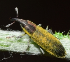 Epimeces