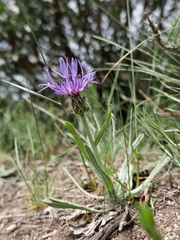 Centaurea graminifolia