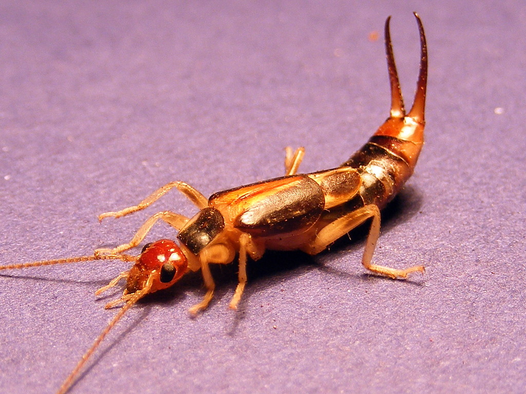 Brown earwig 2025