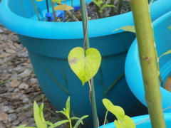 Angiospermae