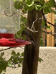 Calypte anna