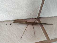 Exocnophila