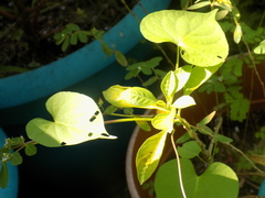Angiospermae