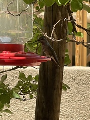 Calypte anna