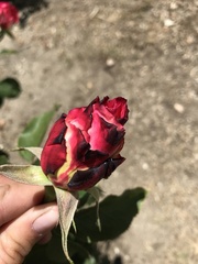 Rosa centifolia