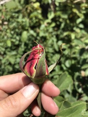 Rosa centifolia