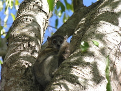 Lepilemur leucopus