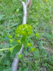 Euphorbia iberica
