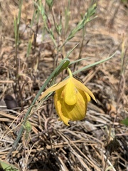 Calochortus pulchellus