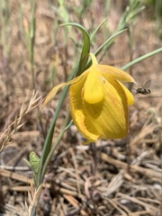 Calochortus pulchellus