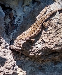 Sceloporus occidentalis