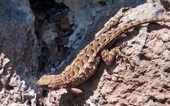 Sceloporus occidentalis