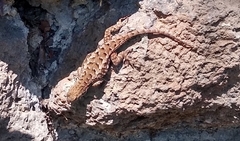 Sceloporus occidentalis