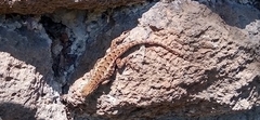 Sceloporus occidentalis