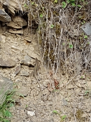 Darevskia daghestanica