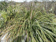 Dasylirion berlandieri