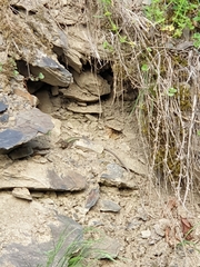 Darevskia daghestanica