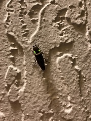 Ignelater havaniensis