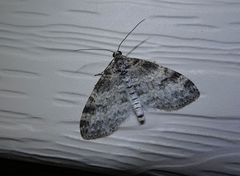 Lobophora nivigerata