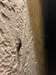 Ignelater havaniensis