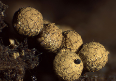 Cribraria argillacea