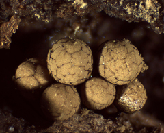 Cribraria argillacea