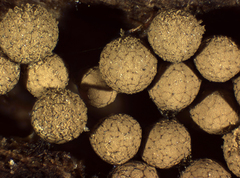 Cribraria argillacea
