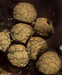 Cribraria argillacea