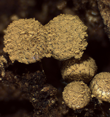 Cribraria argillacea
