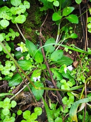 Viola fargesii