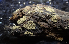 Cribraria argillacea