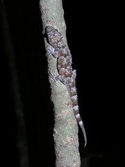 Hemidactylus mercatorius