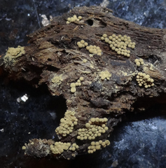 Cribraria argillacea