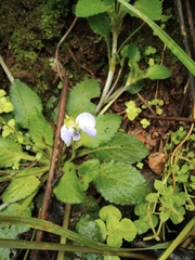 Viola fargesii