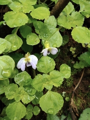 Viola fargesii