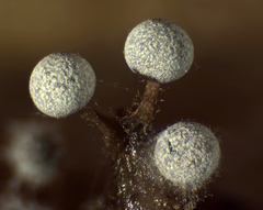 Physarum leucophaeum