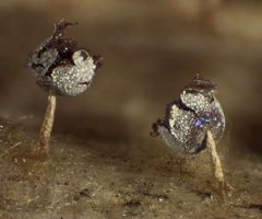 Physarum leucophaeum