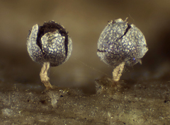 Physarum leucophaeum