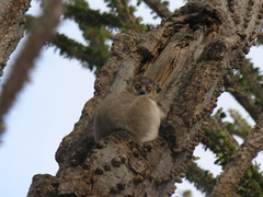 Lepilemur leucopus