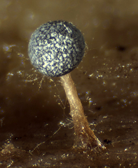 Physarum leucophaeum